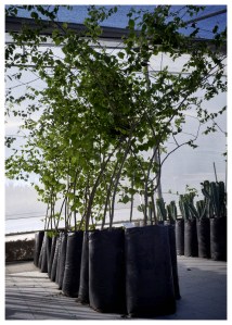 Grangeno árbol joven