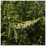 Palo Dulce – Foresta Nativa