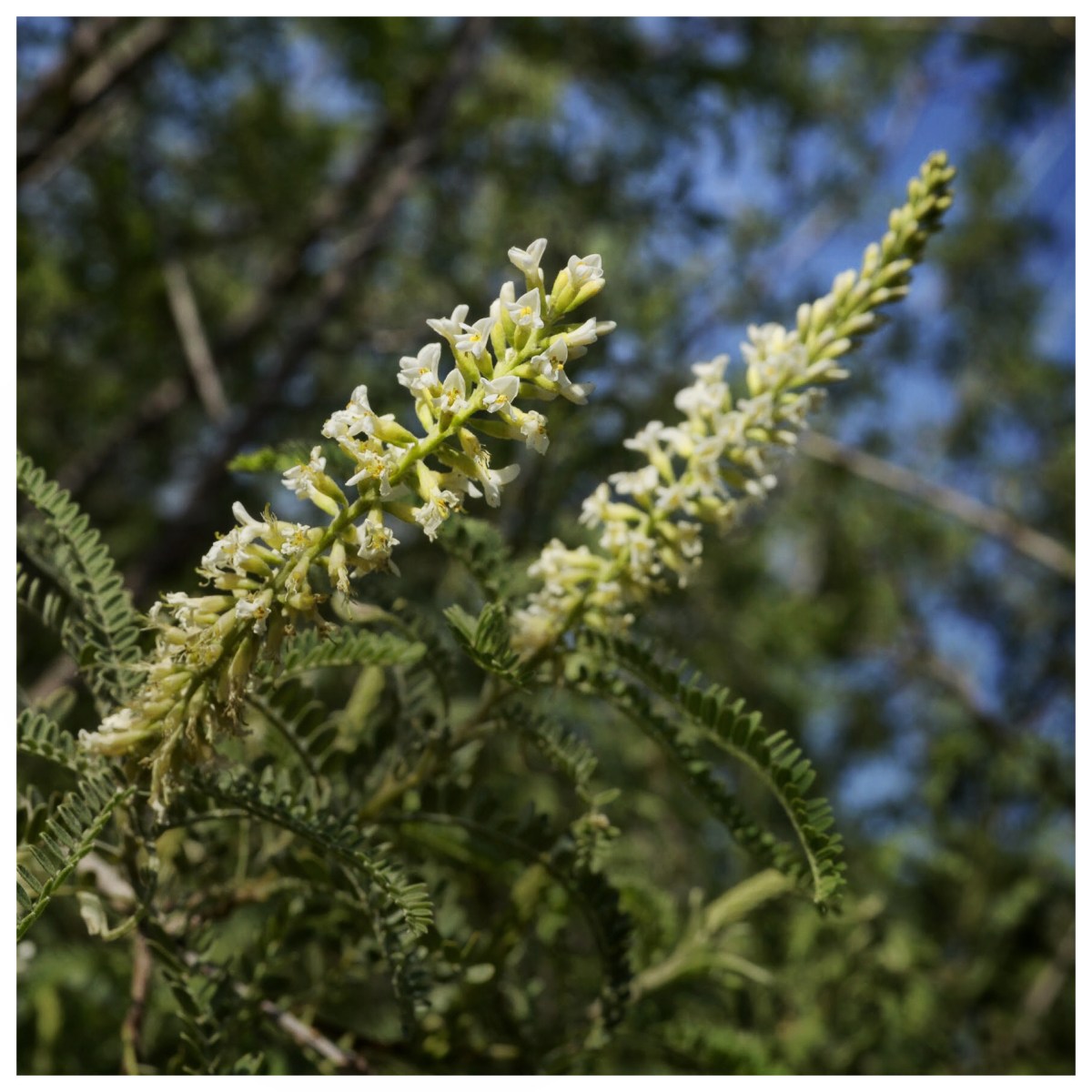 Palo Dulce – Foresta Nativa