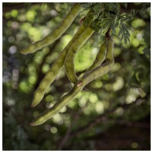 Huizache Chino vaina