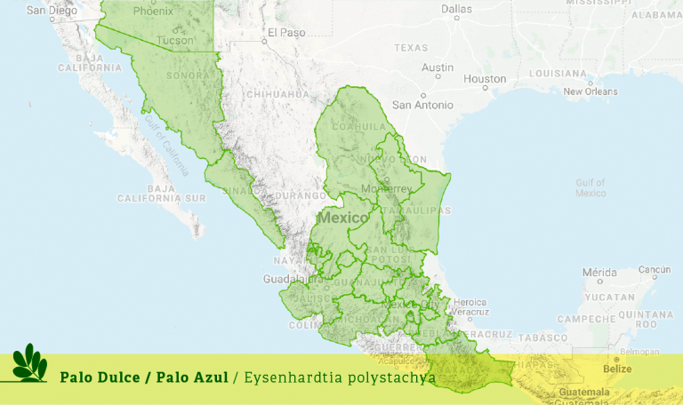 Palo Dulce – Foresta Nativa